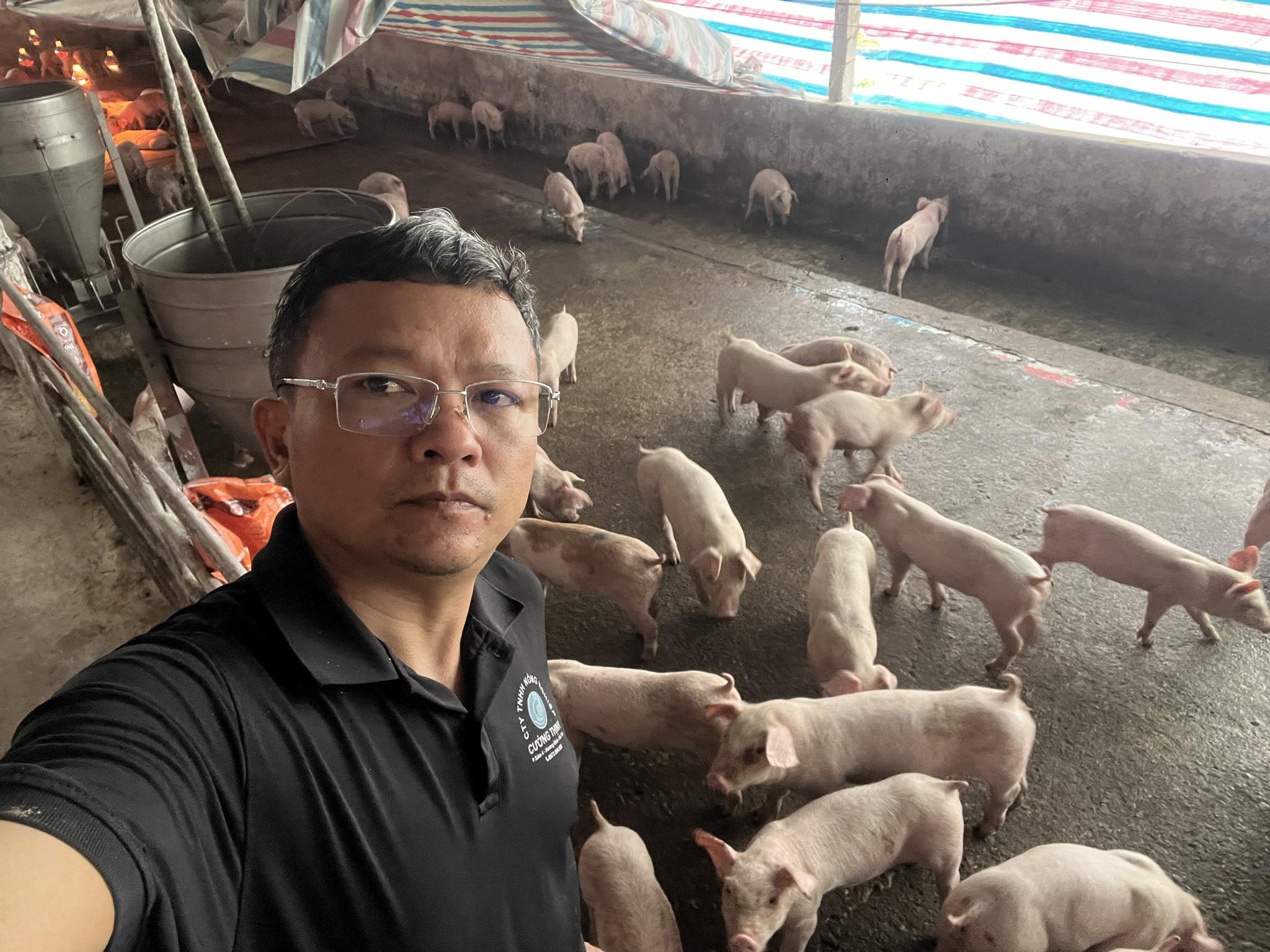 Hùng chăm sóc đàn lợn